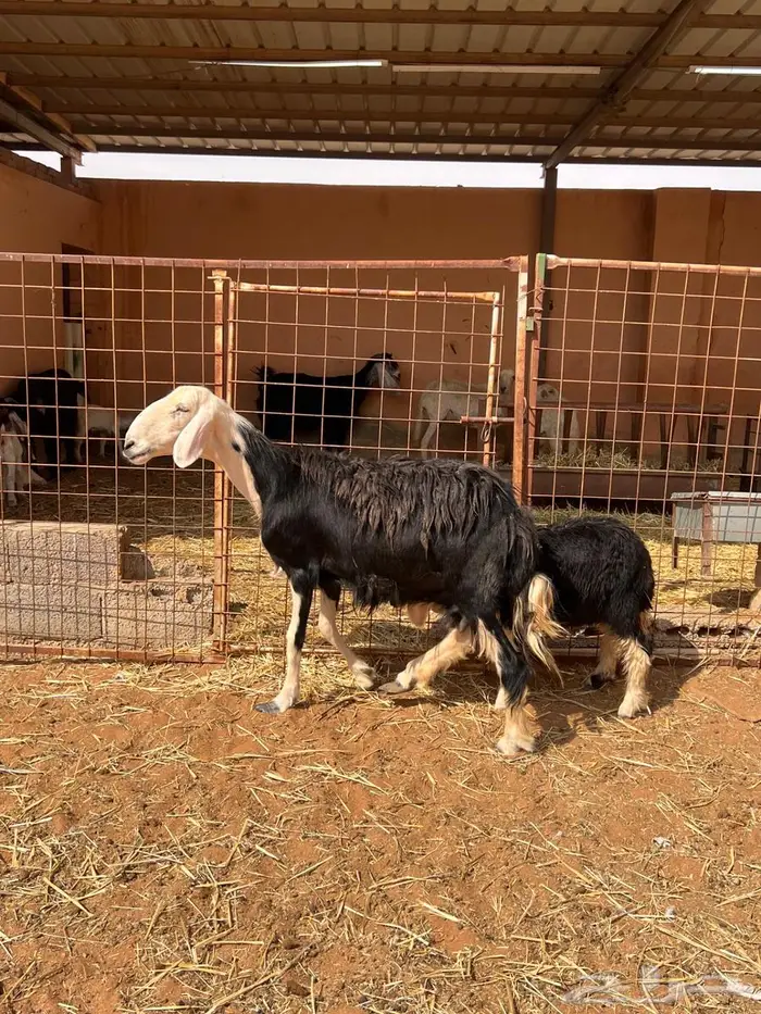 شياه متابيع طيبه 3