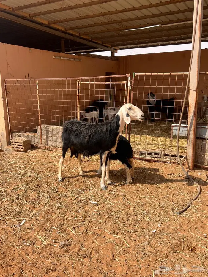 شياه متابيع طيبه 4