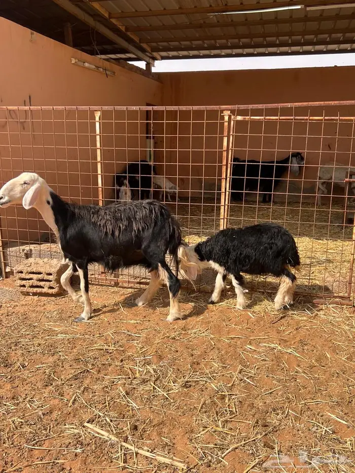 شياه متابيع طيبه 6