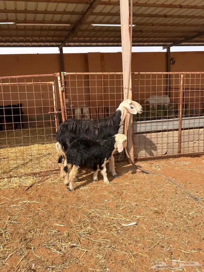 شياه متابيع طيبه 5