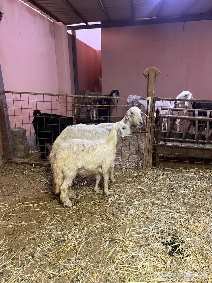 شياه متابيع طيبه 8