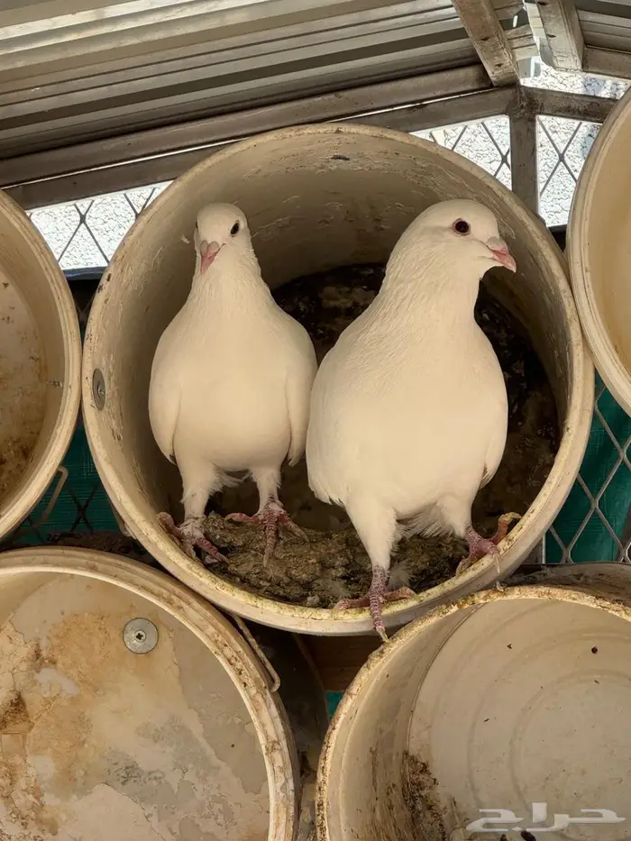 حمام فرنسي سوبر جامبو 0