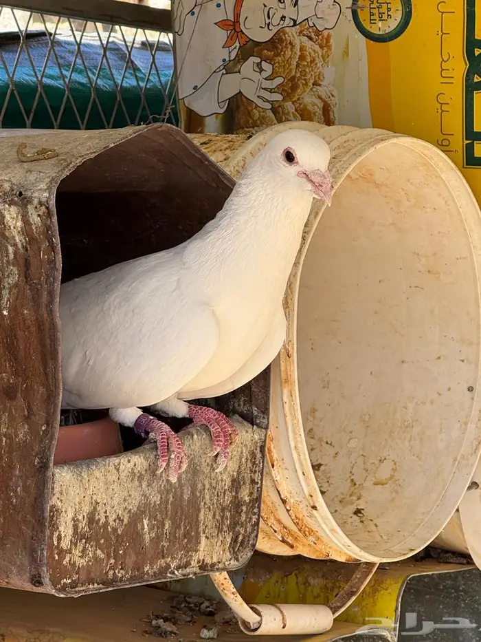 حمام فرنسي سوبر جامبو 1