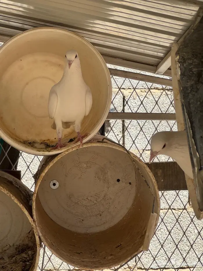 حمام فرنسي سوبر جامبو 2