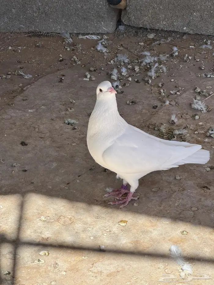 حمام فرنسي سوبر جامبو 4