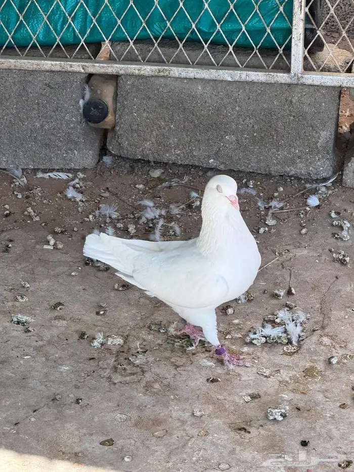 حمام فرنسي سوبر جامبو 3