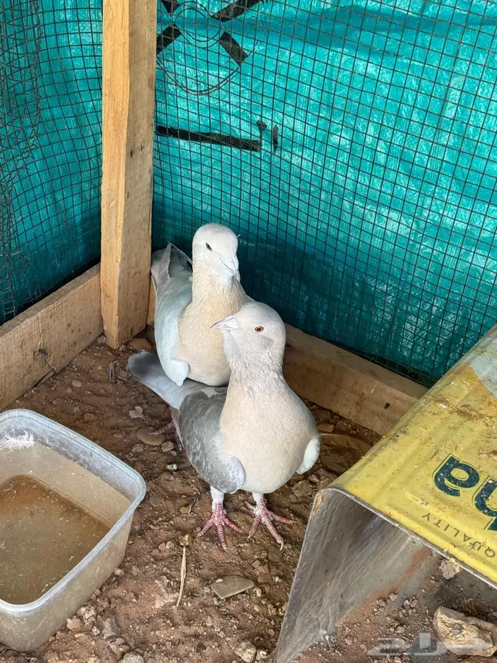 جوز شامي أكريمي اللبيع الحد 100 4