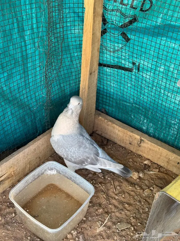 جوز شامي أكريمي اللبيع الحد 100 0