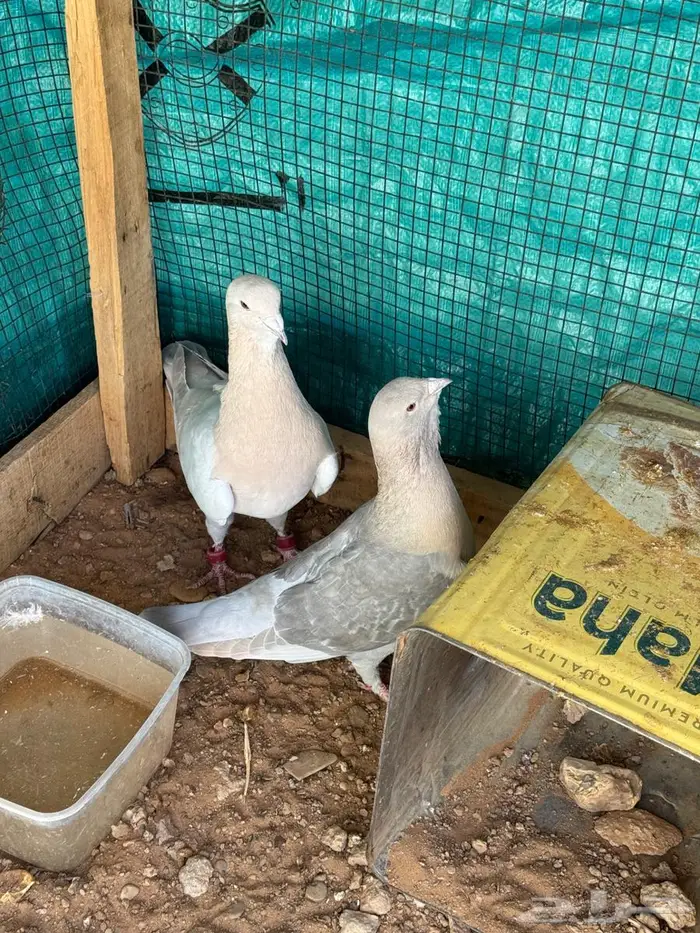 جوز شامي أكريمي اللبيع الحد 100 5