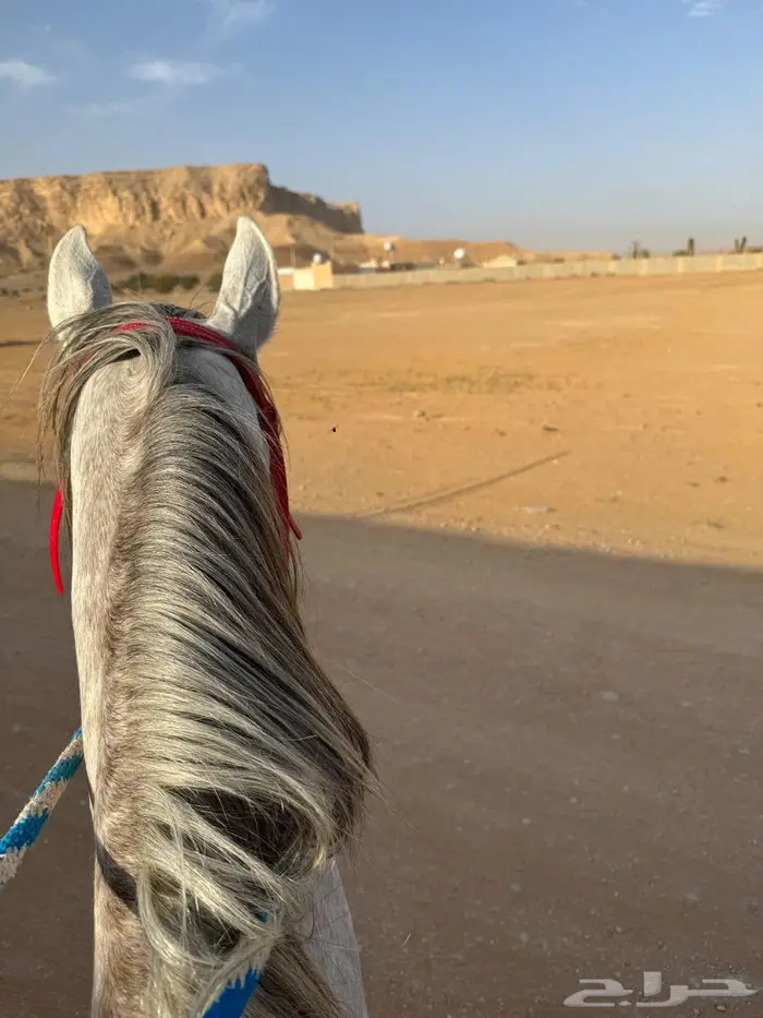يتوفر خيل ركوب حر 0