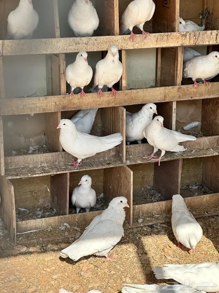 حمام فرنسي لاحم 1