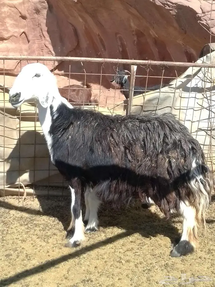 نعجه والد نجديه. اتواصل 0