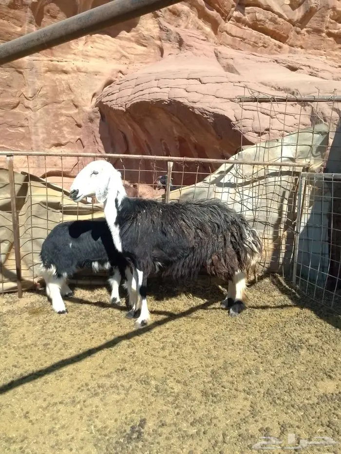 نعجه والد نجديه. اتواصل 1