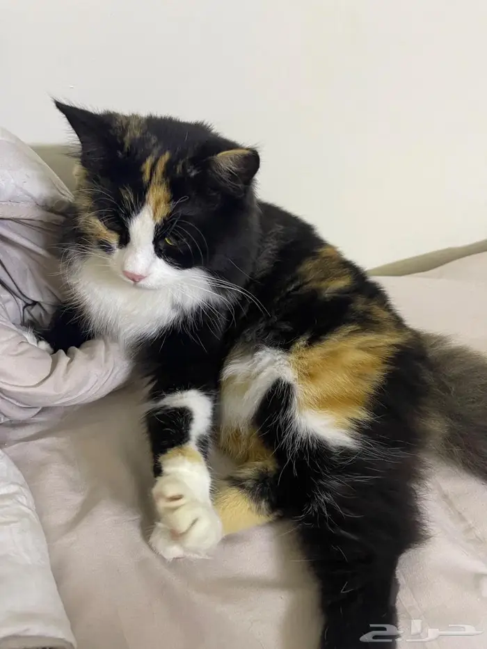 صامطة الضاحية 1