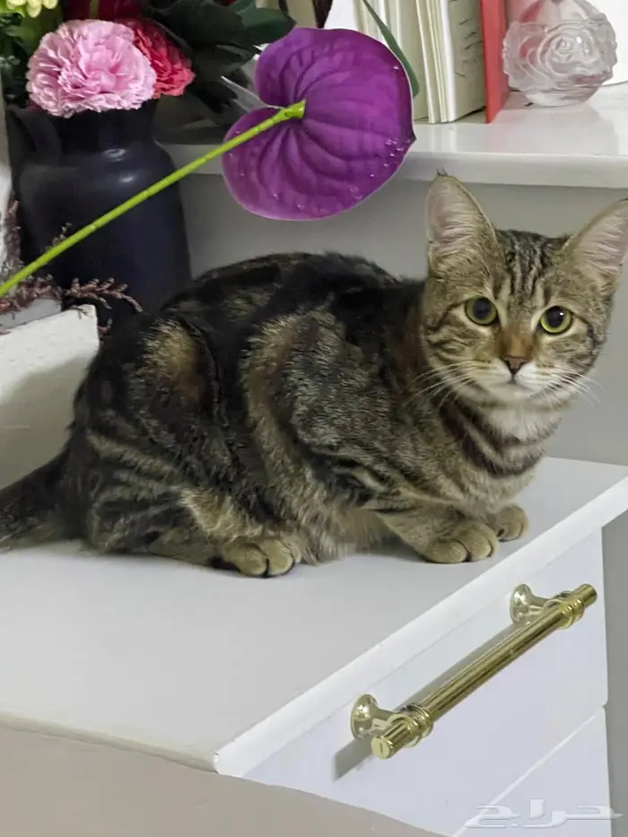 صامطة الضاحية 0