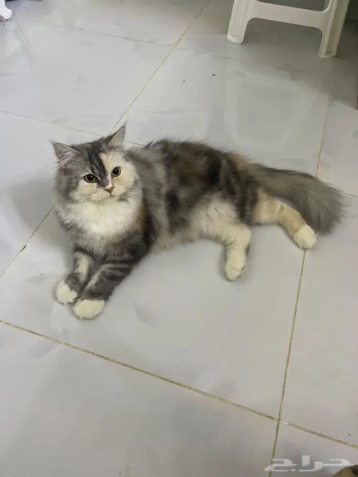 صامطة الضاحية 2