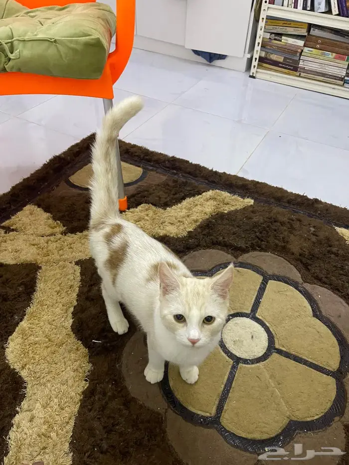 صامطة الضاحية 3