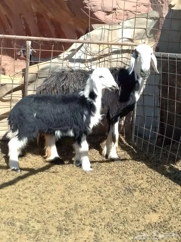 نعجه والد نجديه. اتواصل 2