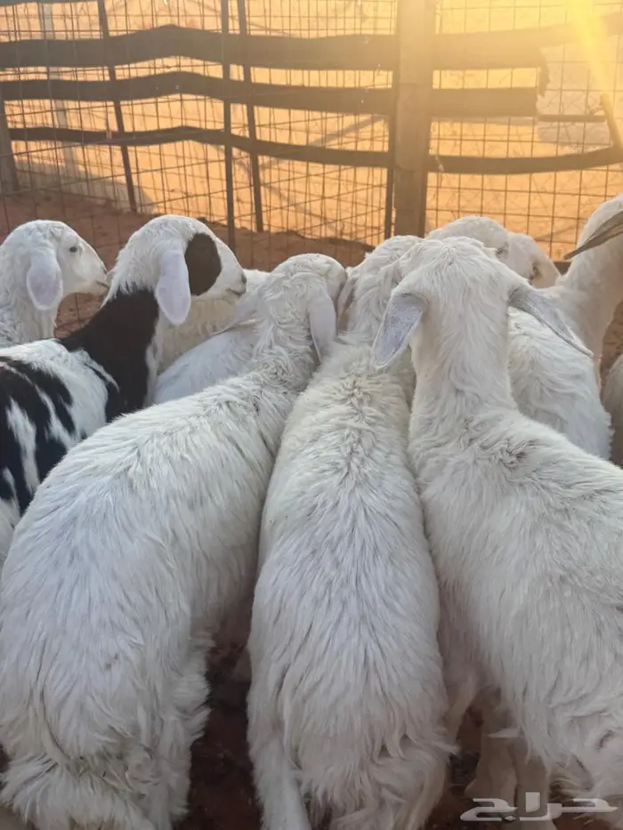 هرافا حريات 0