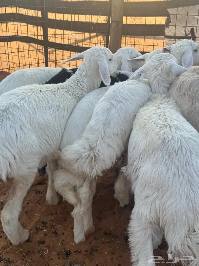 هرافا حريات 3