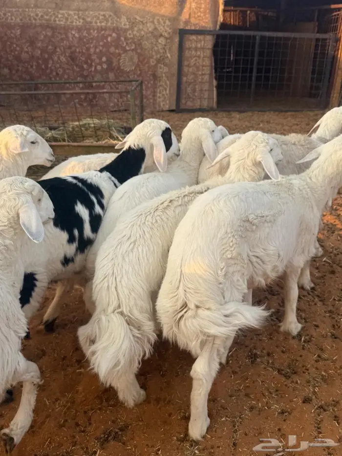 هرافا حريات 5