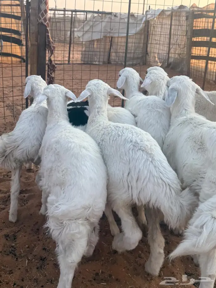 هرافا حريات 1