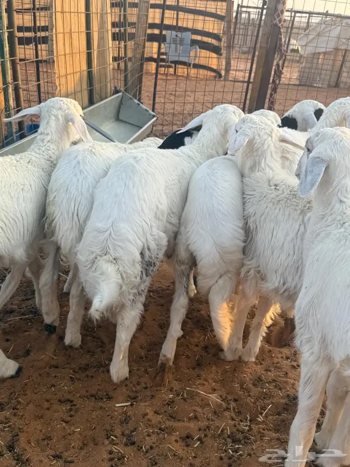 هرافا حريات 6