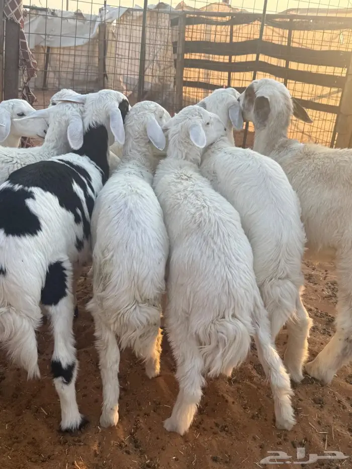 هرافا حريات 2