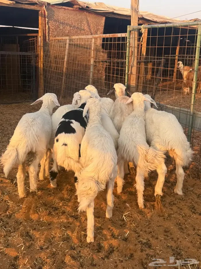 هرافا حريات 4