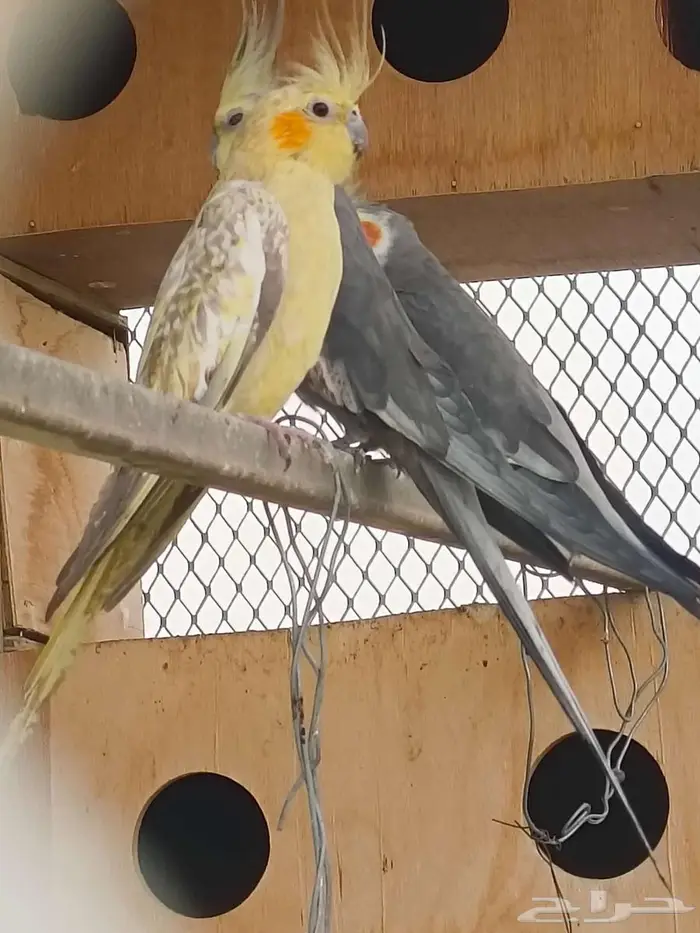 للبيع طيور كوكتيل 2