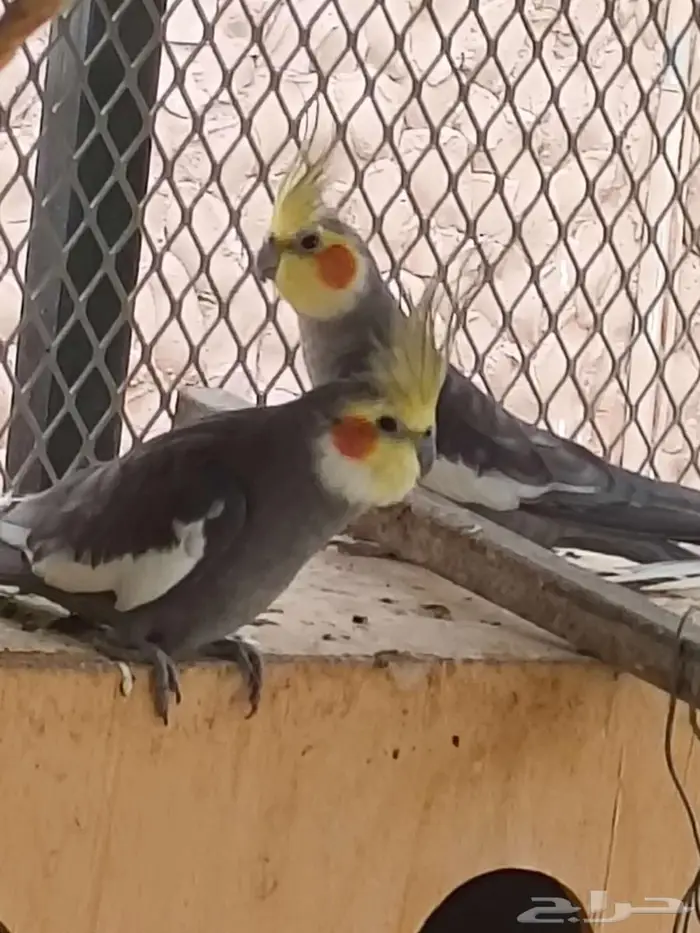 للبيع طيور كوكتيل 0