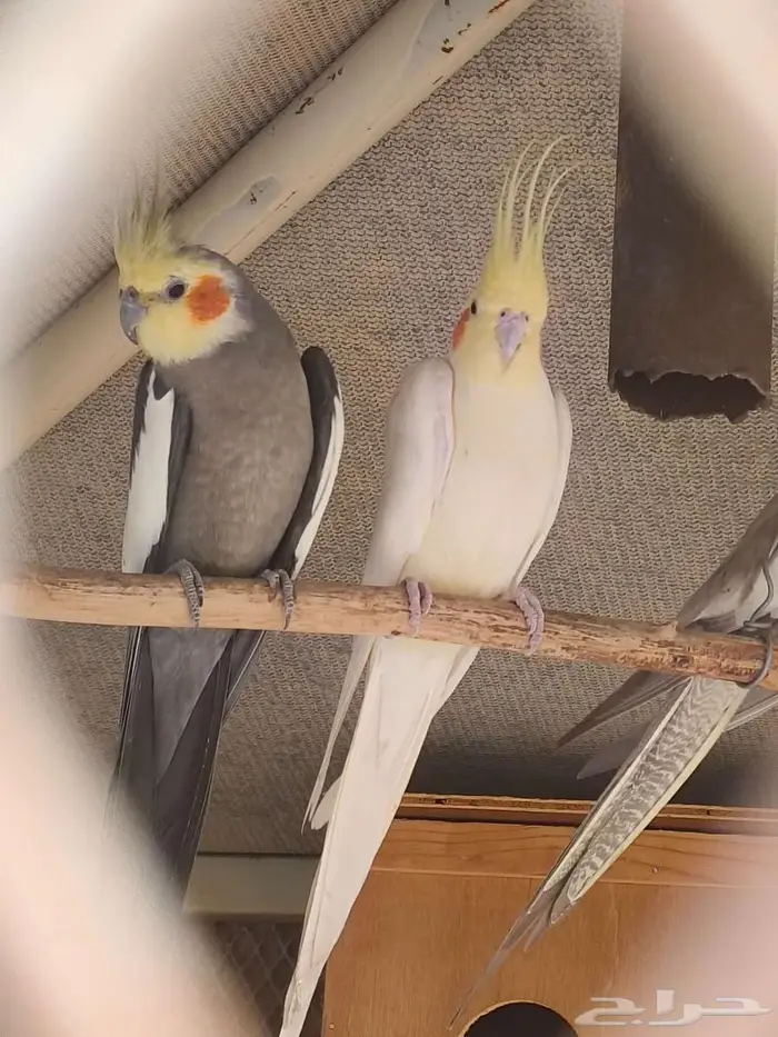 للبيع طيور كوكتيل 3