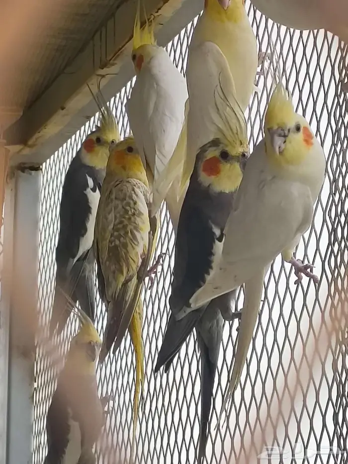 للبيع طيور كوكتيل 1