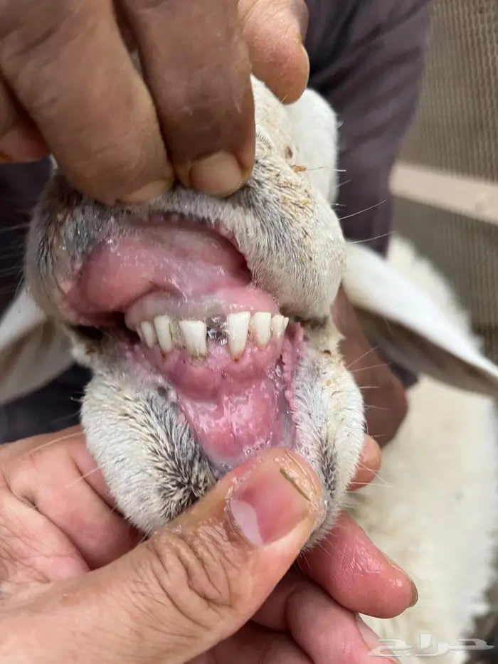 فحل حري طيب 1