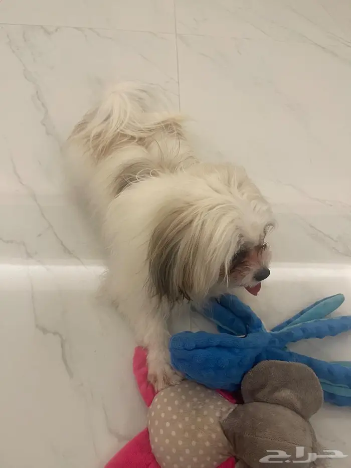 الرياض حي النموذجية 0