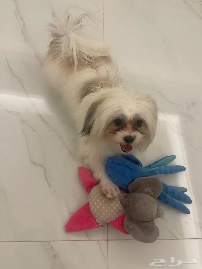 الرياض حي النموذجية 1