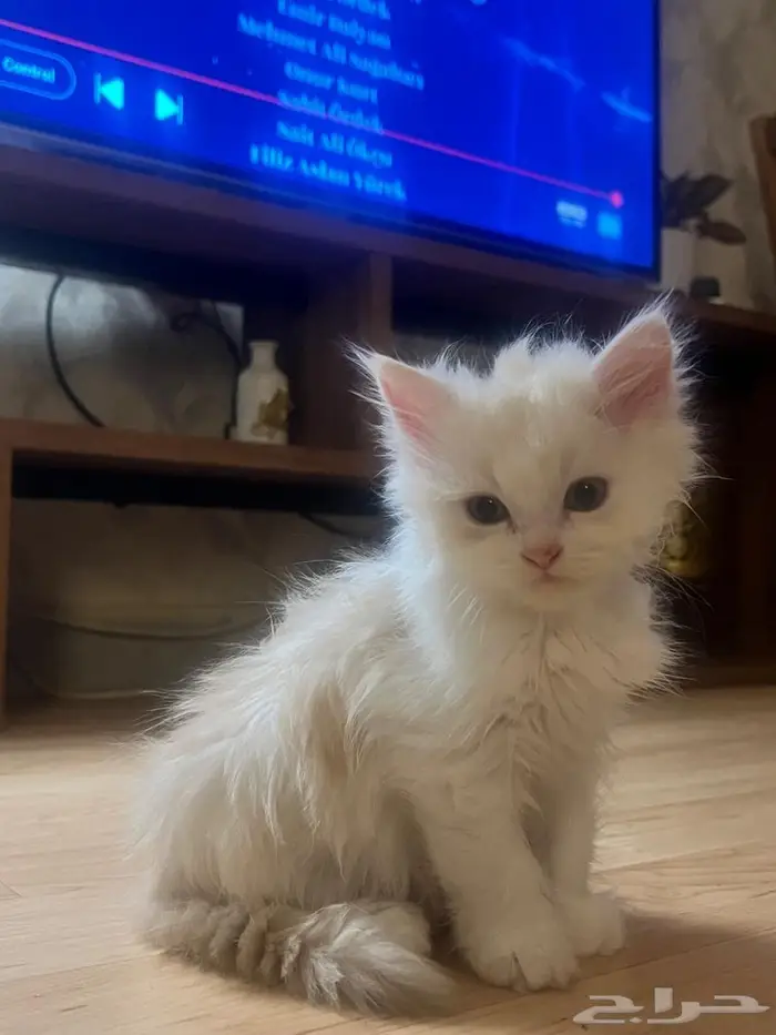 قط شيرازي للتبني كيتن 3