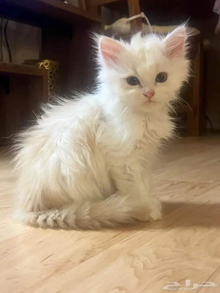 قط شيرازي للتبني كيتن 0