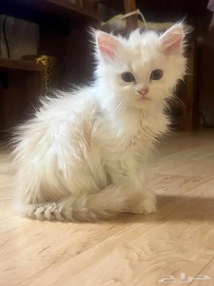 قط شيرازي للتبني كيتن 1