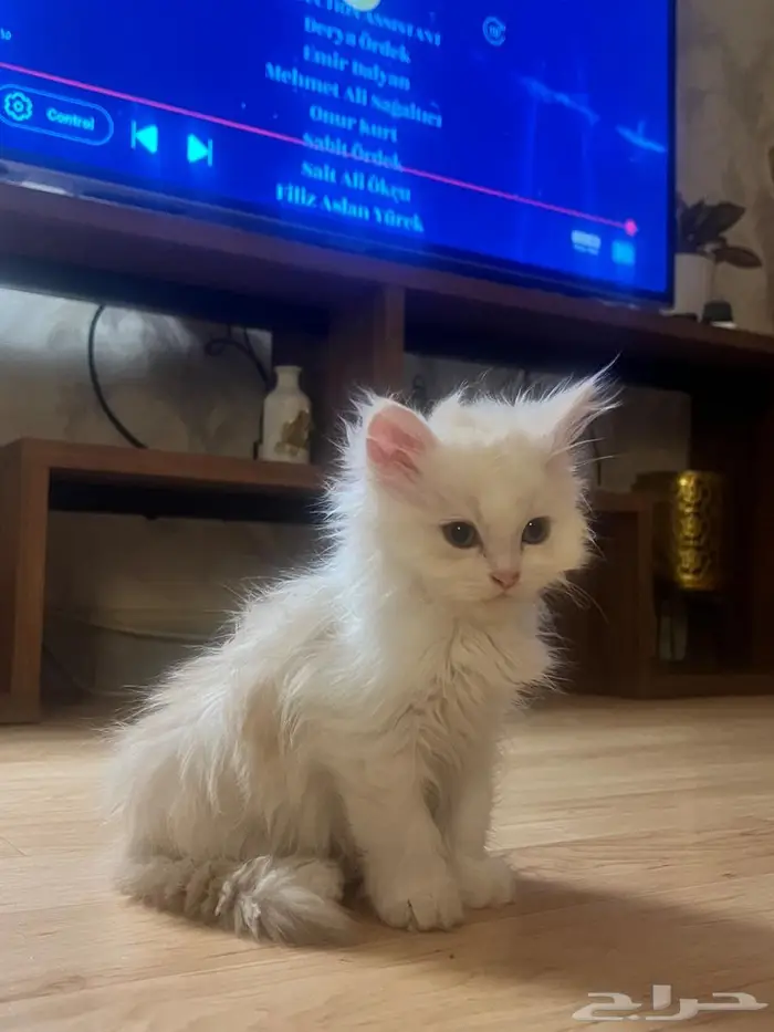 قط شيرازي للتبني كيتن 2