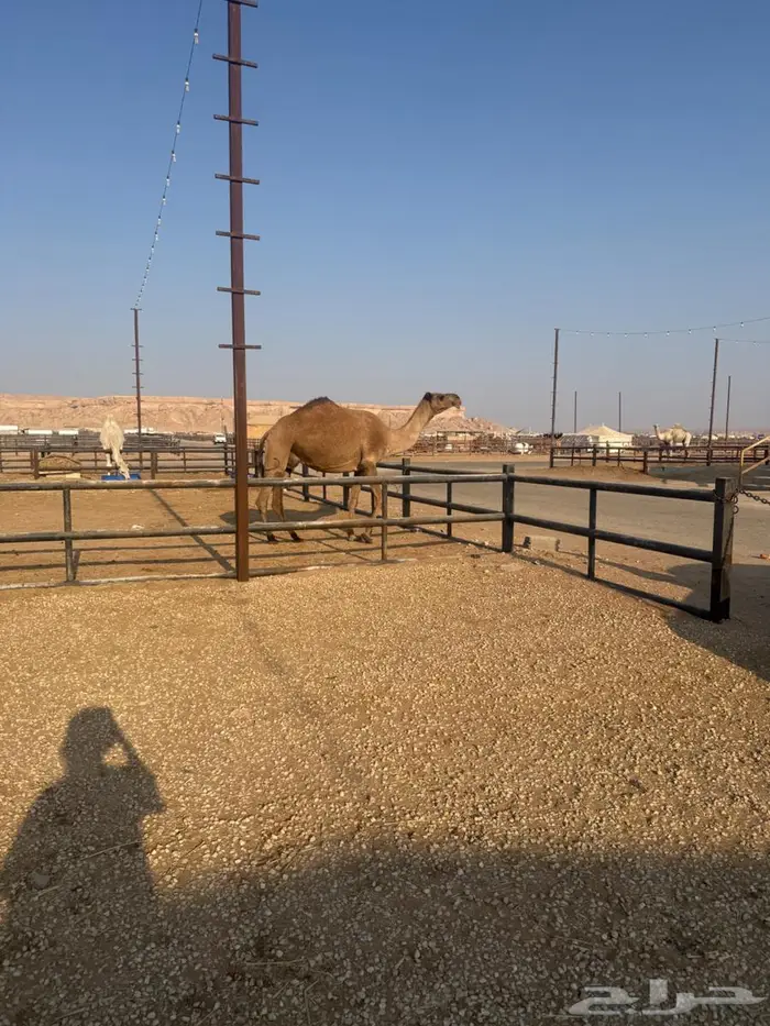 للبيع خفوت شرط 0