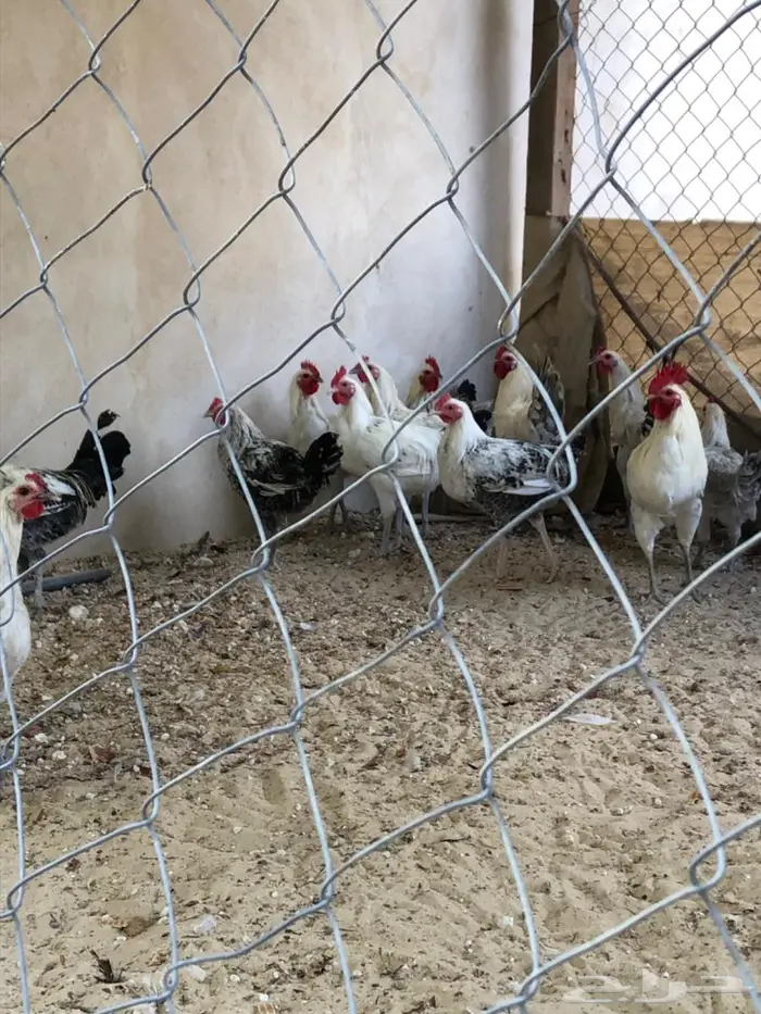 ديوك للبيع ذبح او للتربية الاحساء 1