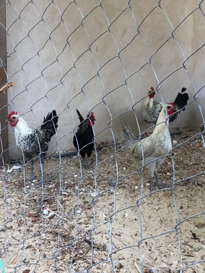 ديوك للبيع ذبح او للتربية الاحساء 2