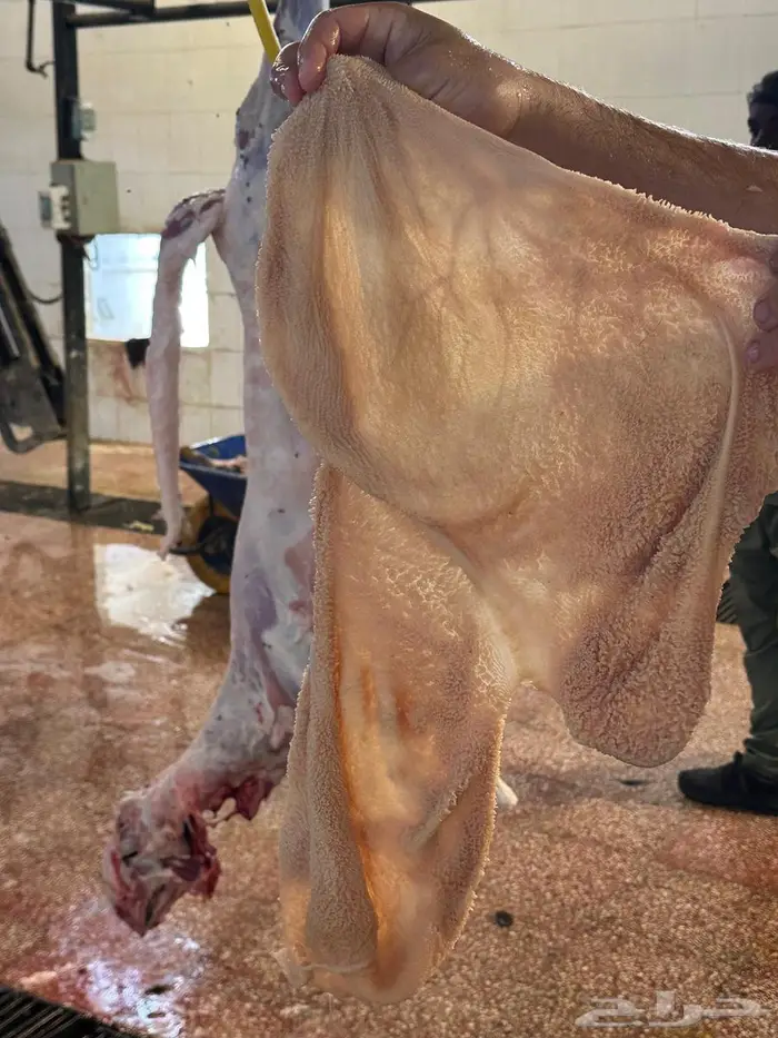 سواكني مرابي 5