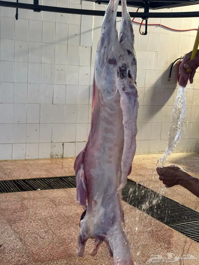 سواكني مرابي 8