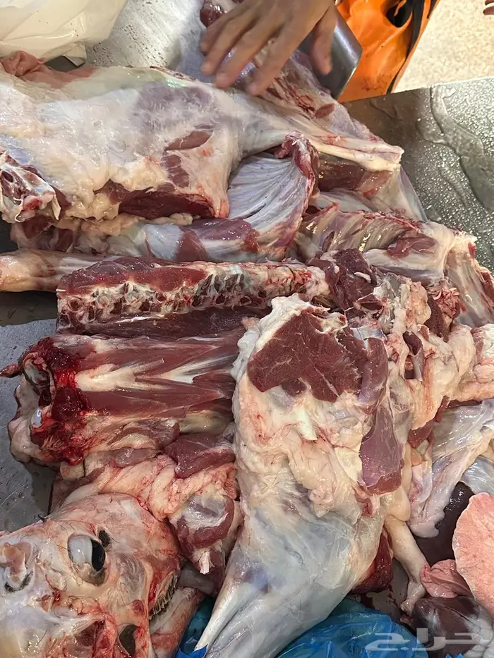 سواكني مرابي 7