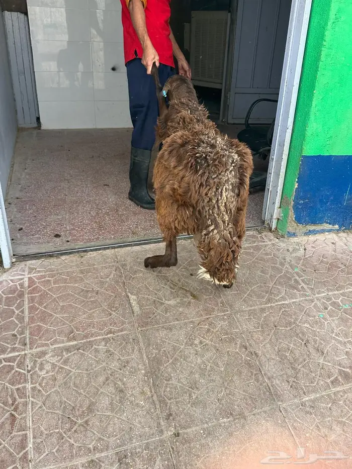 سواكني مرابي 9