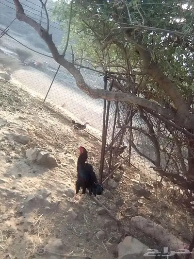 ديك باكستاني 0