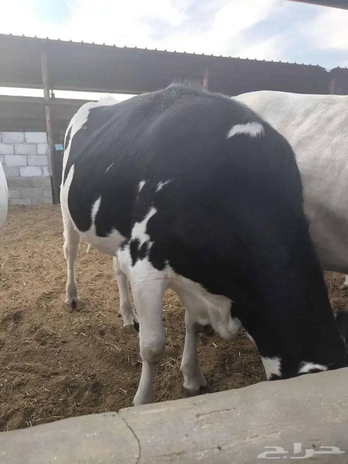 بقرة فاخرة 1