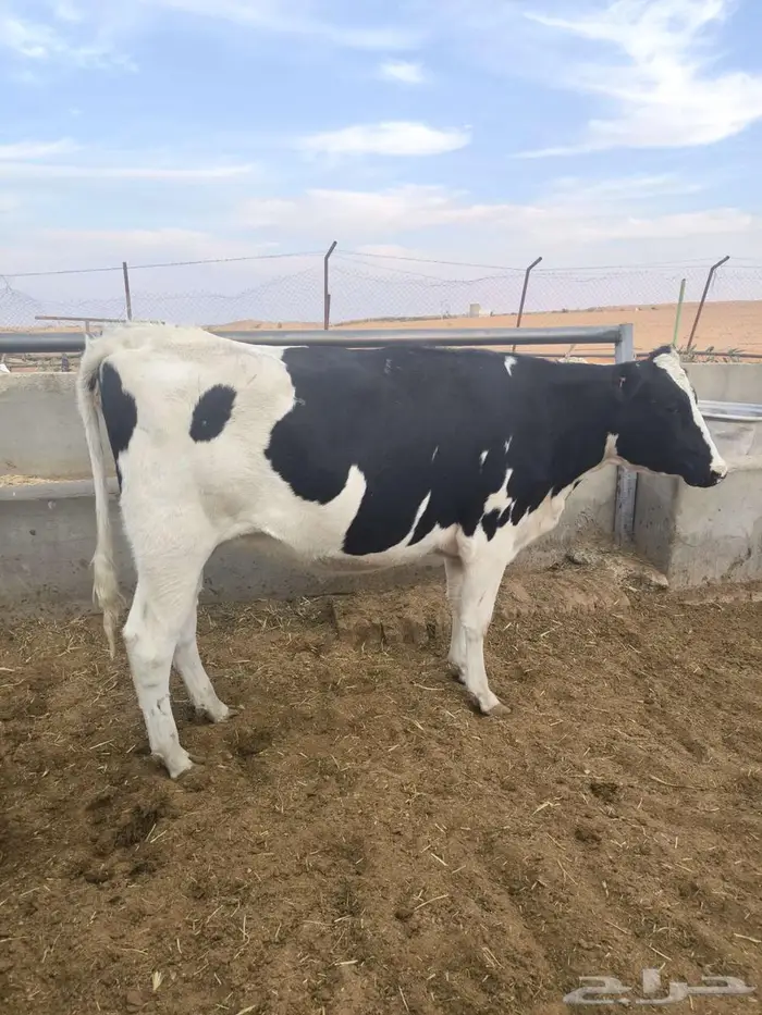 بقرة فاخرة 0